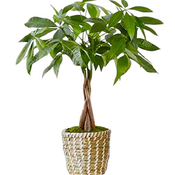 Potted money tree plant in a woven basket planter