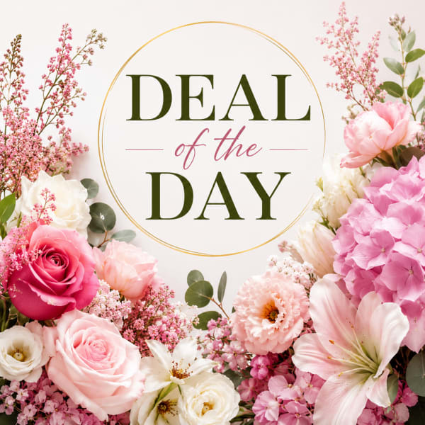 Deal of the Day