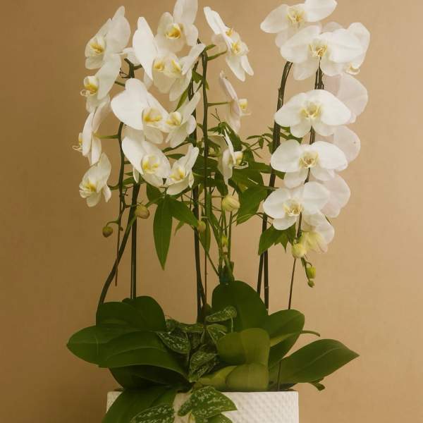 White orchids arranged in a textured white pot