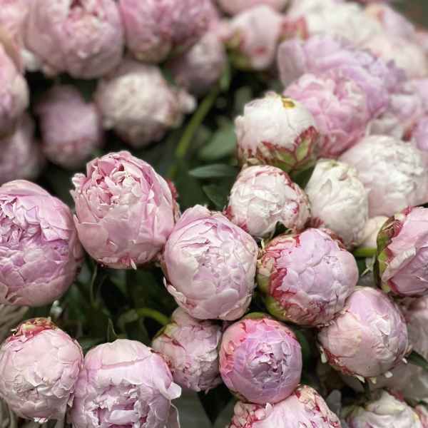 Cluster of pale pink peony blooms with dark green foliage