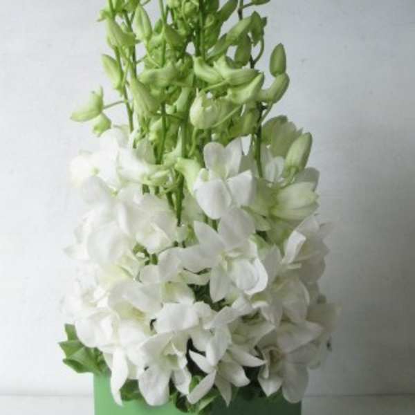 dendrobium orchids