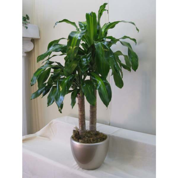 Potted dracaena plant with glossy green leaves in a silver container