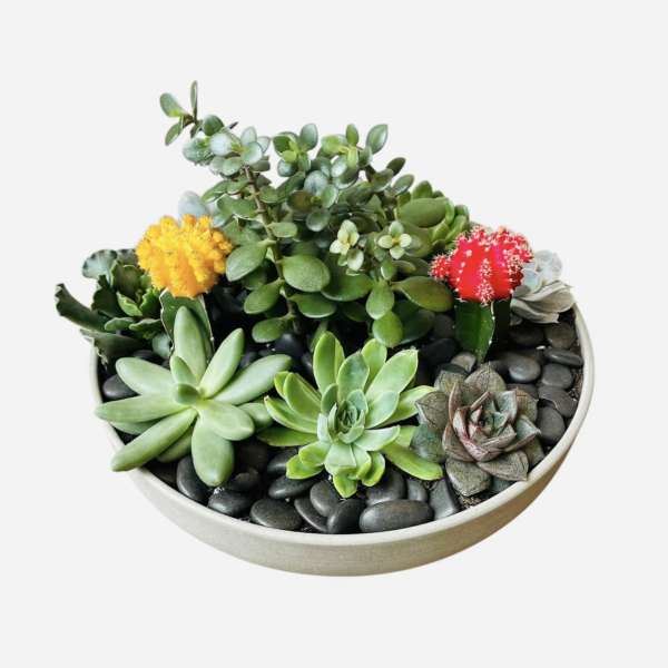 Succulent arrangement in a shallow round bowl with black stones
