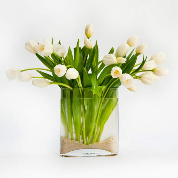 White Tulips