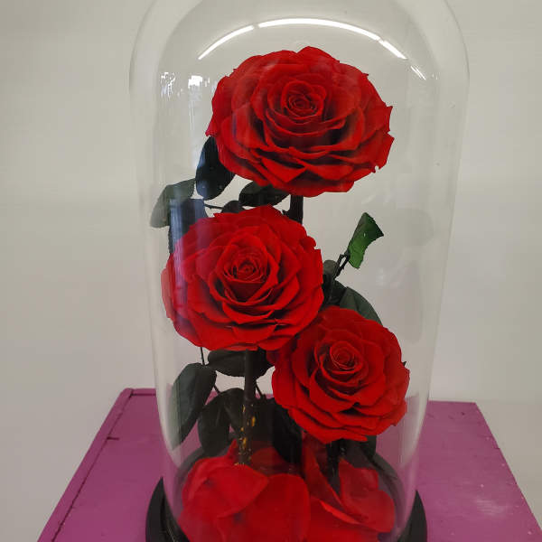 Three red roses under a clear glass dome on a black base