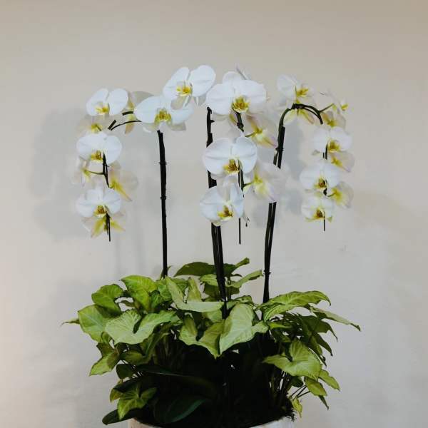 Elegant White Phalaenopsis Orchid