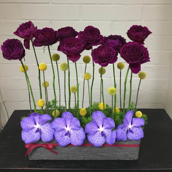 Purple Haze
