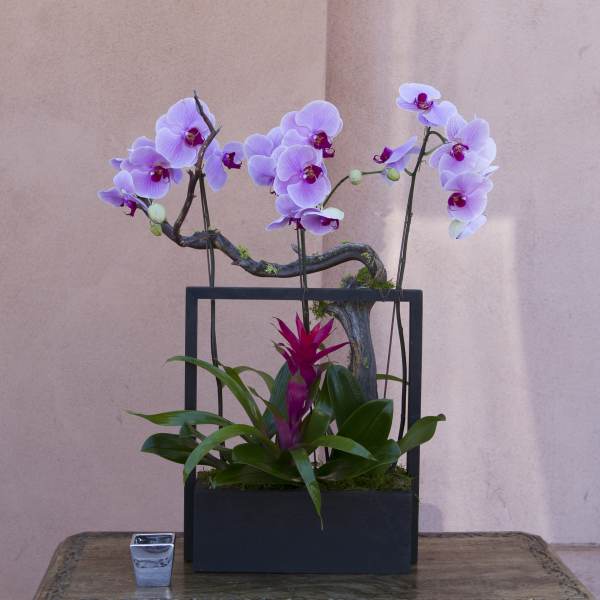 Orchid arrangement in a black rectangular planter with a magenta bromeliad