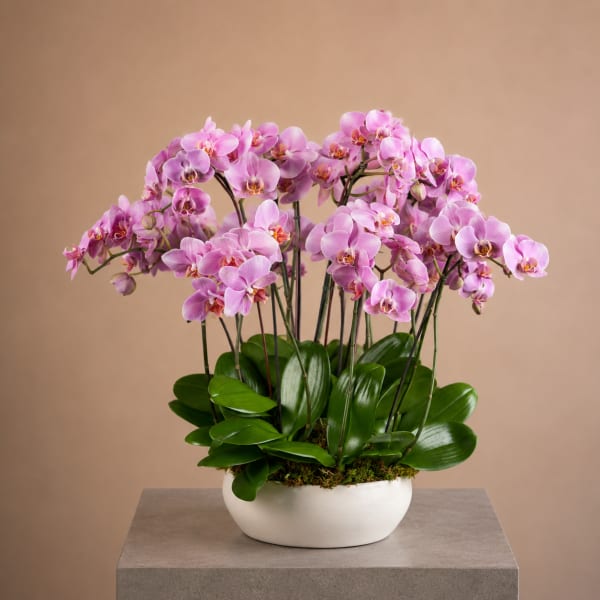 Orchide Bellissime