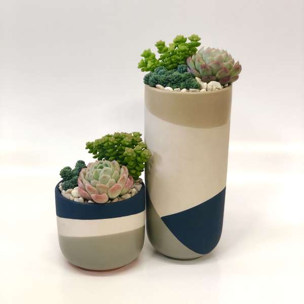 Two potted succulent arrangements in geometric ceramic planters