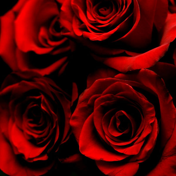Close-up of red roses against a dark background