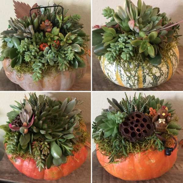 Succulent arrangements in decorative pumpkin containers with fall accents