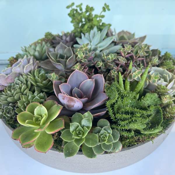 Round planter filled with assorted succulents in a shallow bowl