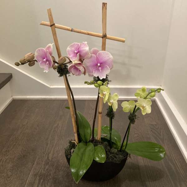 Potted orchid arrangement with pink and pale yellow blooms in a black bowl