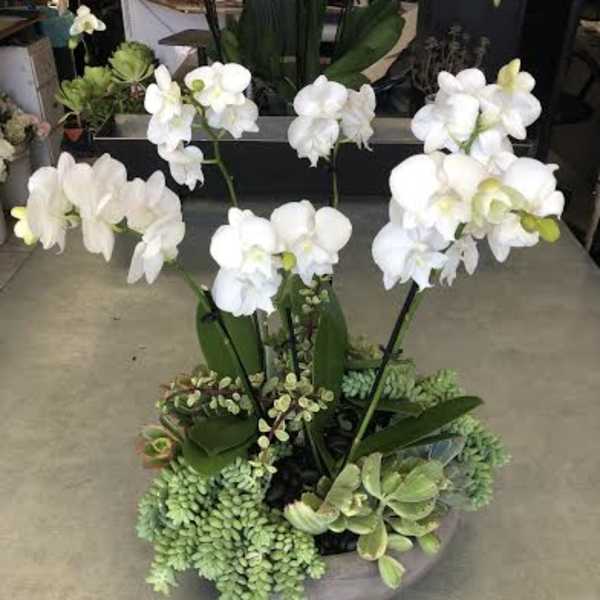 White orchids arranged with succulents in a low planter