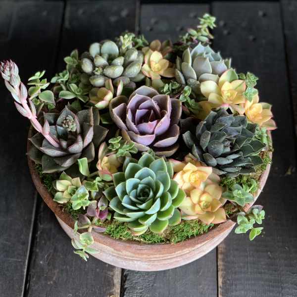 Round terracotta pot filled with assorted succulents in green, purple, and yellow tones