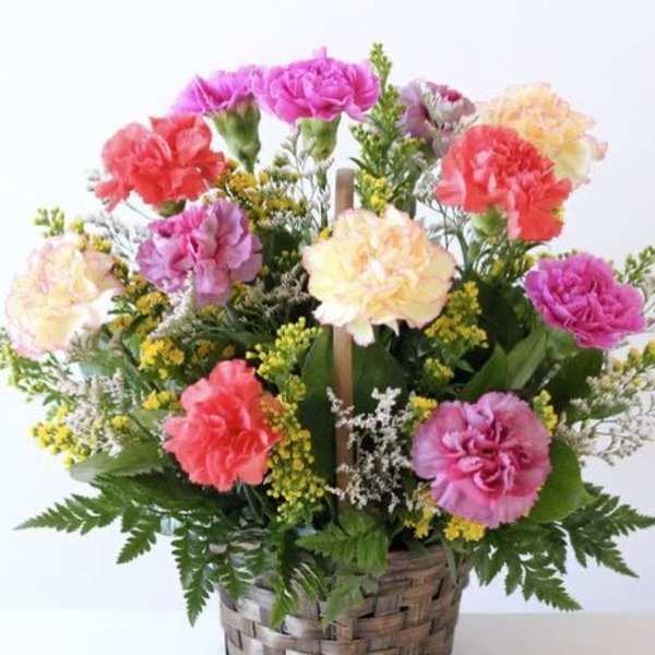 Rainbow carnation.
