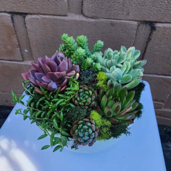 Dish garden of assorted green and purple succulents in a white bowl planter