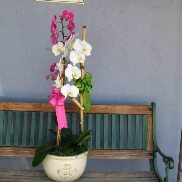 Orchid #P41