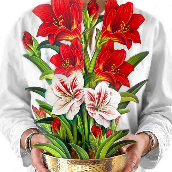 Scarlet Amaryllis Pop-Up Bouquet