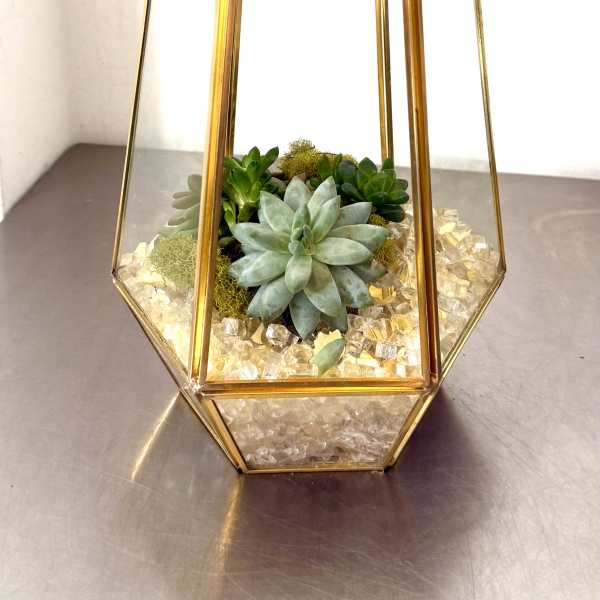 Succulent arrangement in a gold geometric terrarium