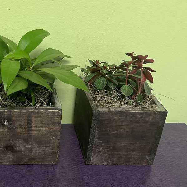 Wooden Box Planter (One Plant)