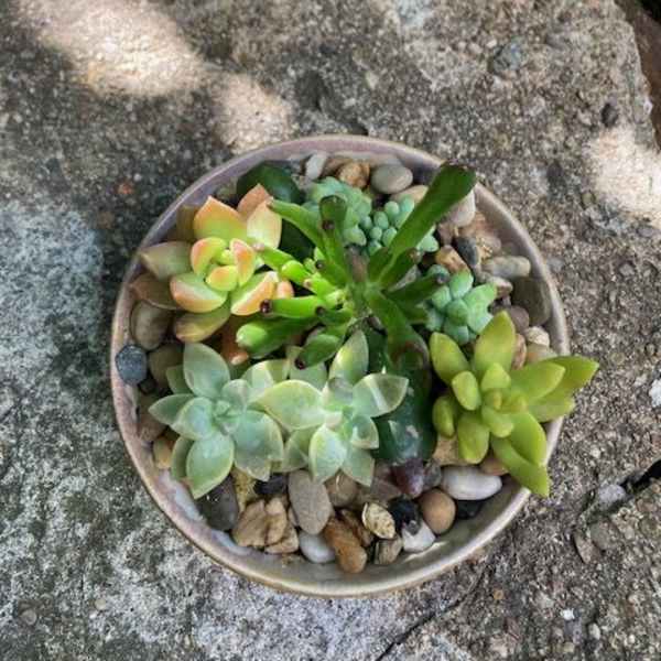 Lasting Summer Succulent Garden