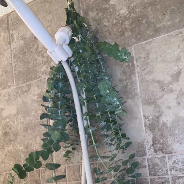 Bundle of eucalyptus hanging from a white shower head against stone tile
