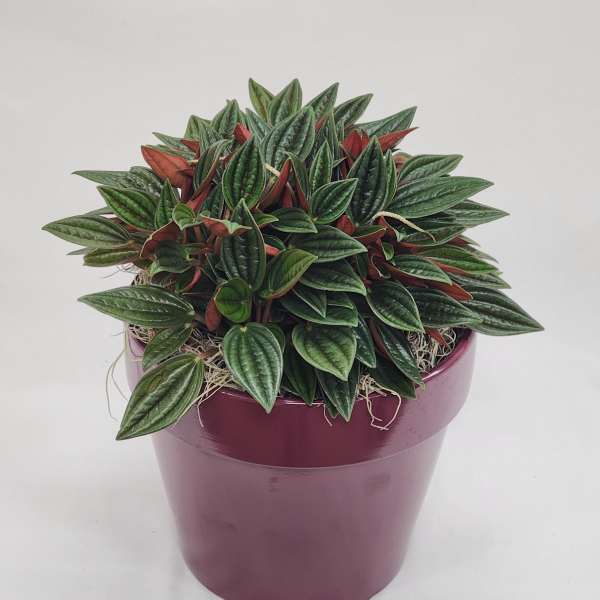 6" Peperomia Rosso Plant