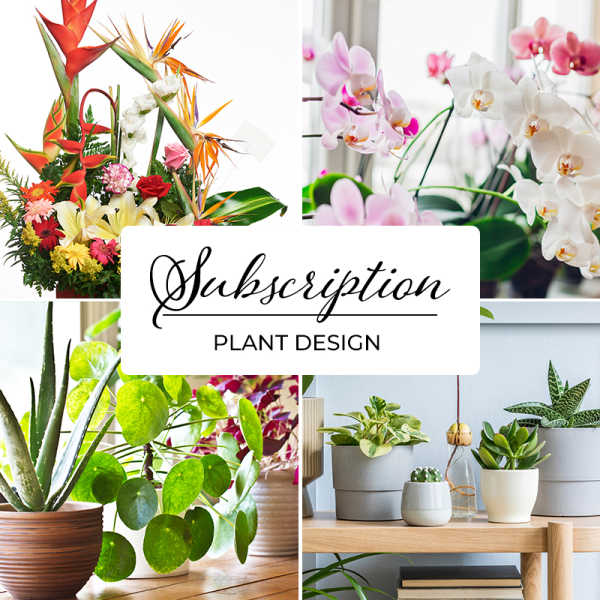 Subscription Plants