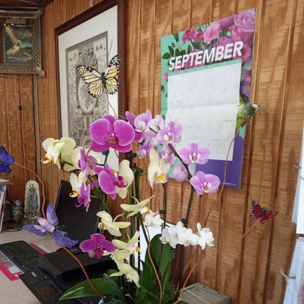 Arrangement of purple, pink, white, and yellow orchids in a white vase