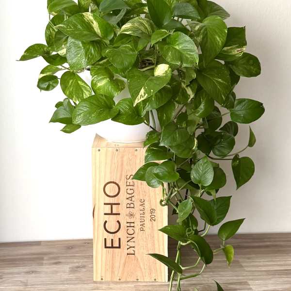 Potted trailing green houseplant in a wooden box