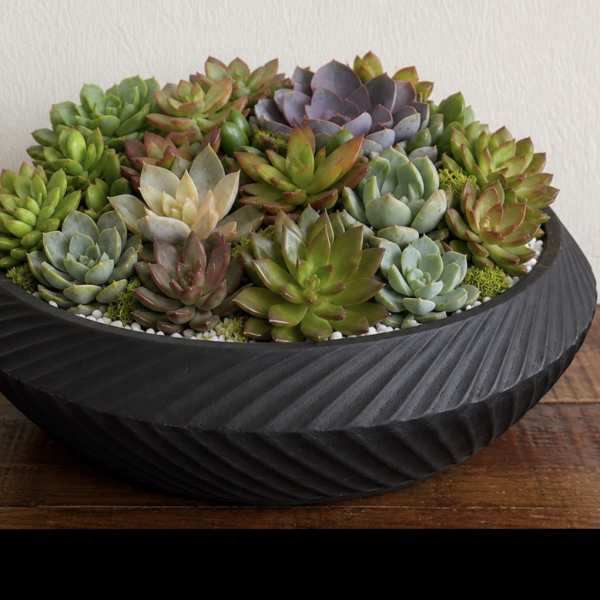 Succulent arrangement in a black textured bowl planter