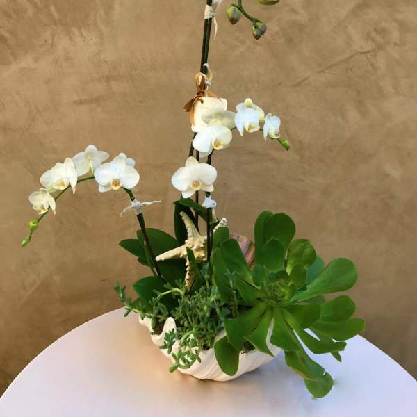 White orchids arranged in a white shell-shaped planter with succulents