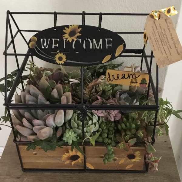 Succulent arrangement in a black wire basket with a welcome sign