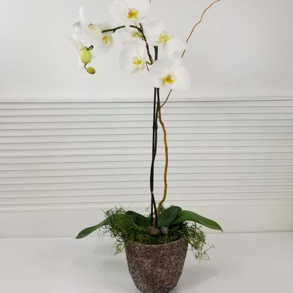 White orchid arrangement in a textured pot with curly branches