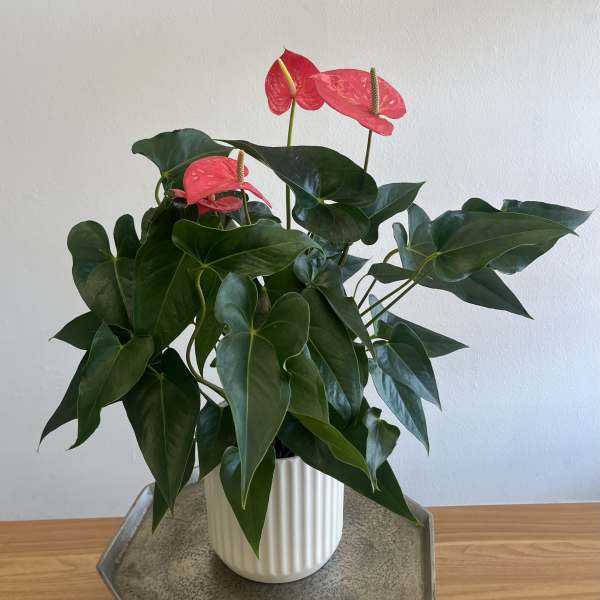 Anthurium