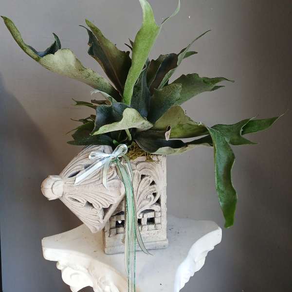 Potted staghorn fern in a decorative carved planter with ribbon