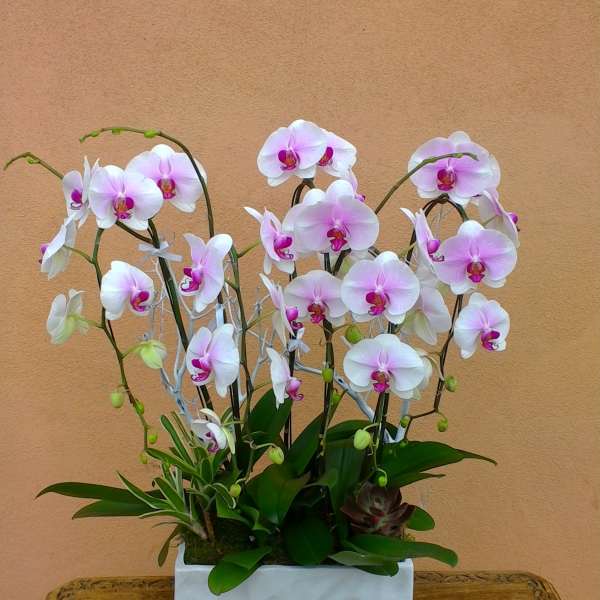 White and pink orchids arranged in a white rectangular planter