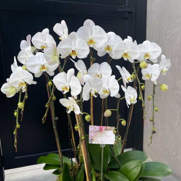 Milestone Orchid displays