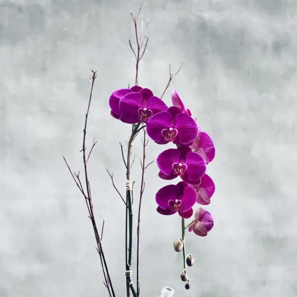 Orchid arrangement in a square glass vase with a decorative crown front