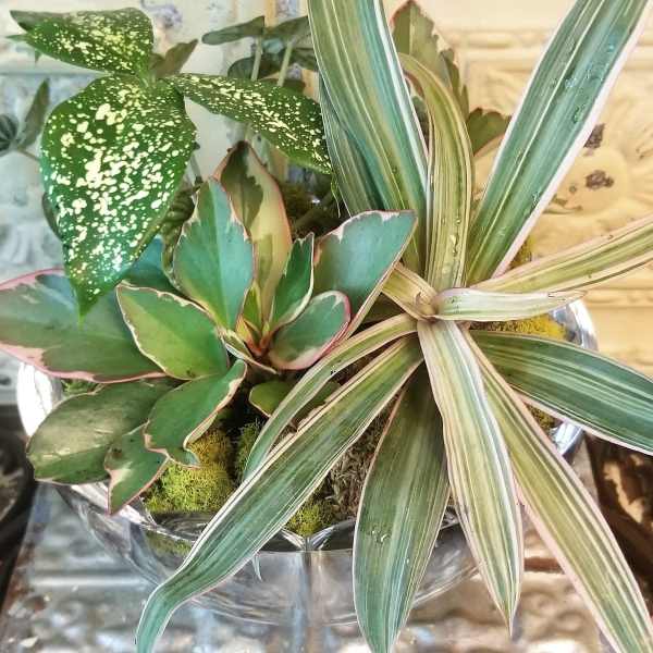 Mixed potted plants in a silver container