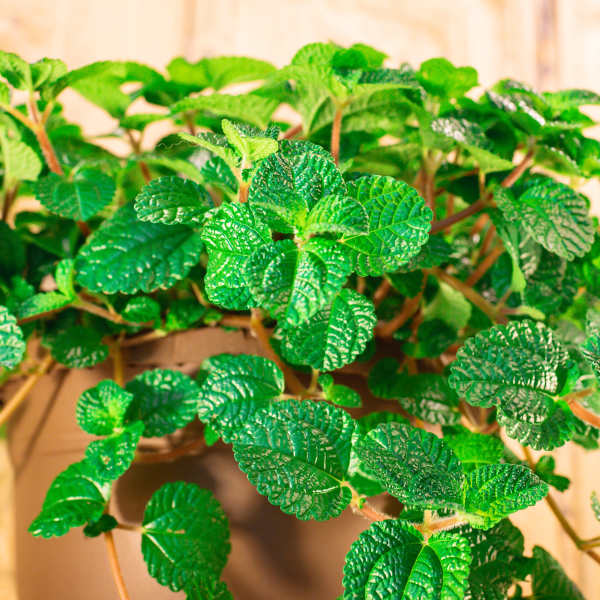 Potted plant with dense textured green leaves