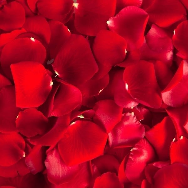 Close-up of red rose petals filling the frame