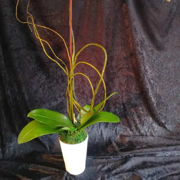 White orchid arrangement in a tall white pot