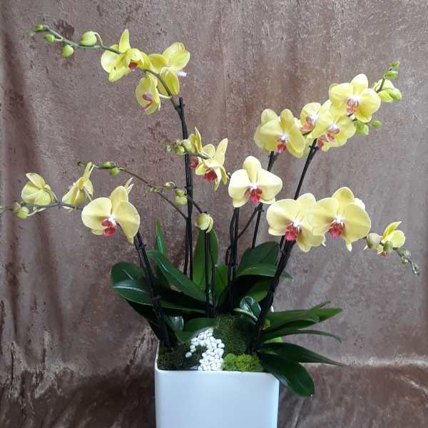 Yellow orchids in a white square planter