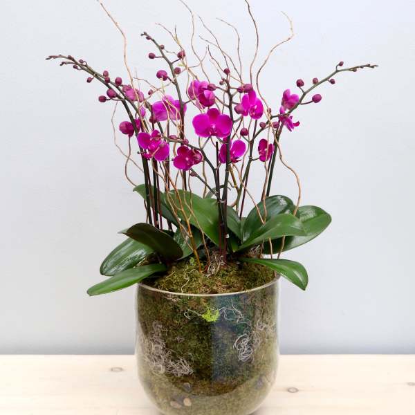 Tall arrangement of purple orchids in a clear glass vase filled with moss