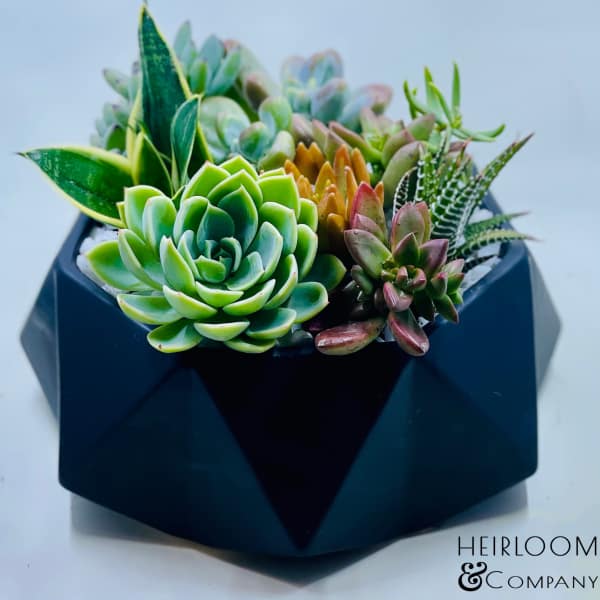 Succulent arrangement in a black geometric planter