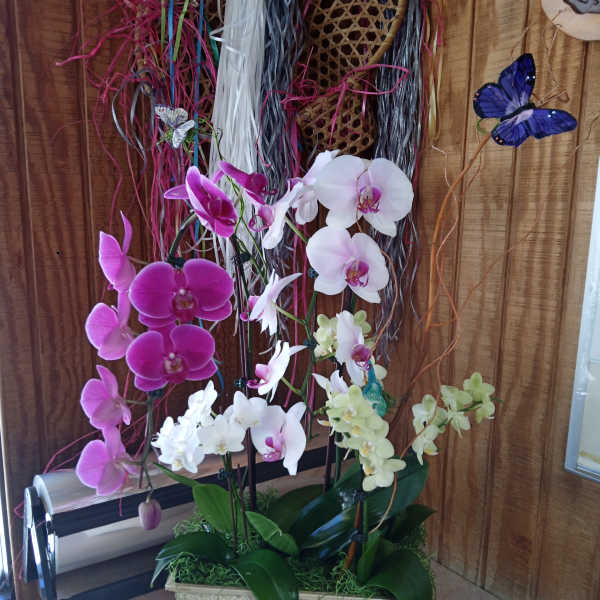 Potted orchids in pink, white, and pale green with decorative butterflies