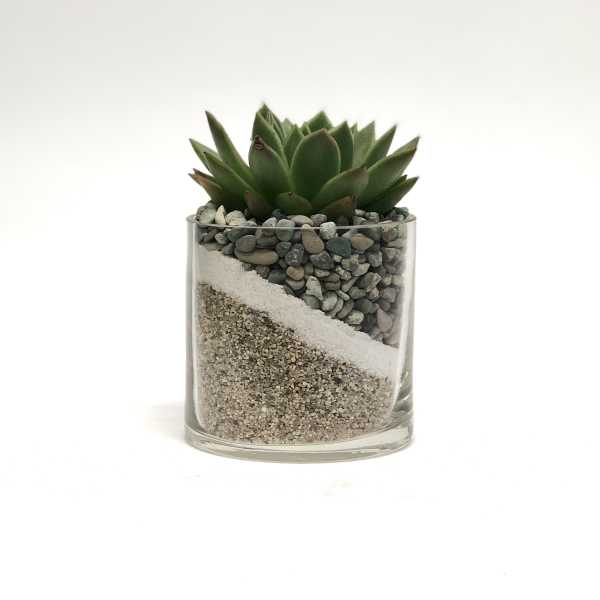 Succulent in a clear glass container with layered sand and pebbles